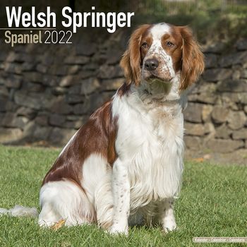 Welsh Springer Spaniel 2022 (24-10119)
