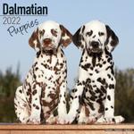 Dalmatiner valper 2022 (24-10204)