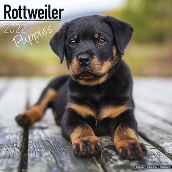 Rottweiler valper 2022 (24-10207)