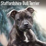 Staffordshire Bull terrier valp 2022 (24-210800)