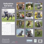 Staffordshire Bull terrier valp 2022 (24-210800)