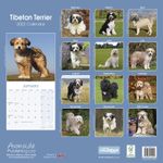 Tibetansk Terrier Kalender 2022 (24-210803)