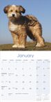 Tibetansk Terrier Kalender 2022 (24-210803)