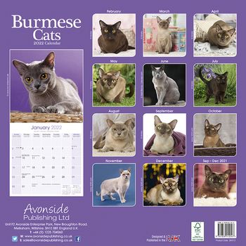 Katter - Burmeser 2022 (24-30413)