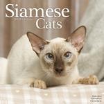 Katter - Siameser 2022 (24-30414)