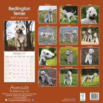 Bedlington Terrier 2022 (24-30423)