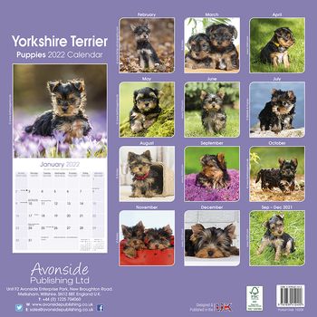 Yorkshire Terrier valper 2022 (24-10209)