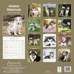 Alaskan Malamute Kalender 2022 (24-10004)