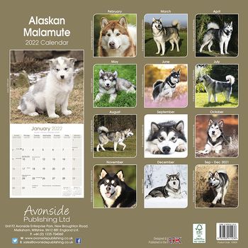 Alaskan Malamute Kalender 2022 (24-10004)
