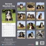 Berner Sennenhund Kalender 2022 (24-10014)