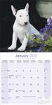 Bull Terrier Kalender 2022 (24-10023)
