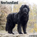 Newfoundlandshund Kalender 2022 (24-10055)