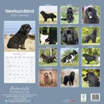 Newfoundlandshund Kalender 2022 (24-10055)