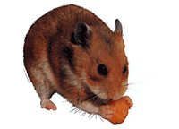 Hamster - klistremerker - S (2-13400)