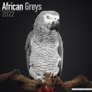  African Greys - Kalender 2022