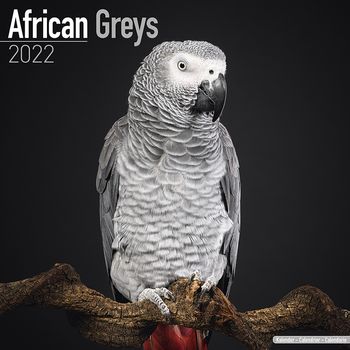 African Greys - Kalender 2022 (24-11082)
