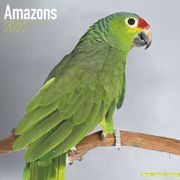  Amazons - Kalender 2022
