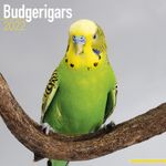 Budgerigar - Kalender 2022 (24-11084)