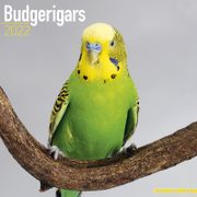  Budgerigar - Kalender 2022