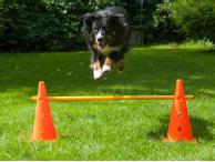 Kjegle Agility Modul - 38cm (K10)