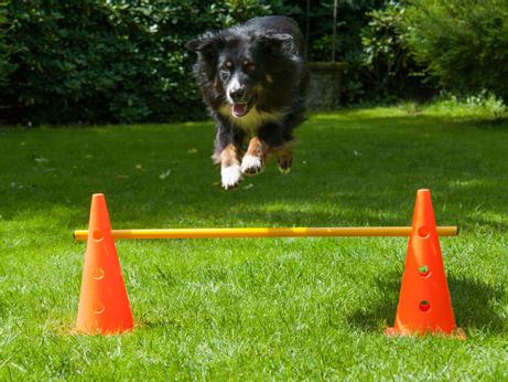 Kjegle Agility Modul - 38cm (K10)