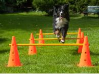 Kjegle Agility Modul - 38cm (K10)