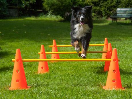 Kjegle Agility Modul - 38cm (K10)