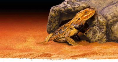 Reptilgrotte - XL (18-222.2025)