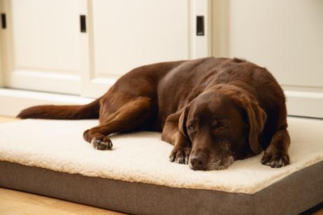 Zira Memory Foam Hundemadrass - Beige (51-707306)