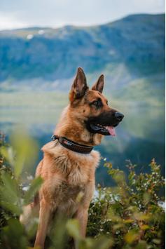 Non-stop Rock Halsbånd (44-1553-1500015772)