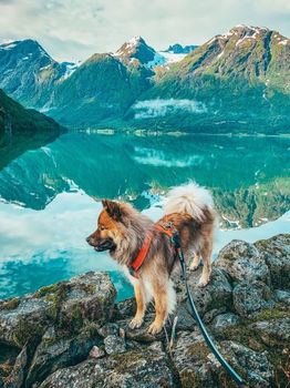 Non-stop Strong Kobbel (44-1542-1500000852)