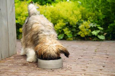 Designed by Lotte Riboco Hundeskål (653901)