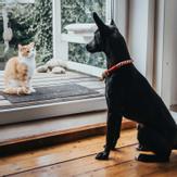 Hunter Tinnum Halsbånd, Rød  (1-67846-1500011843)