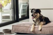 Designed by Lotte Hundemadrass i Ribbestoff - Rosa (51-716122-1500011652)