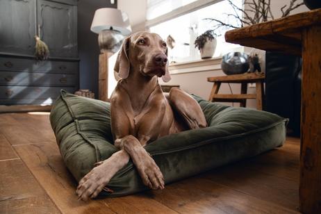 Designed by Lotte Nalino Hundemadrass - Grønn (51-704835)