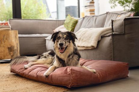 Designed by Lotte Nalino Hundemadrass - Rosa (51-704836-1500019568)