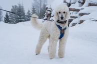 Non-stop Line Harness, Blå (44-1161-1500015792)