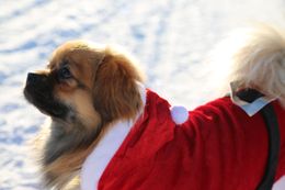  Julenissedrakt til Hund - 40cm