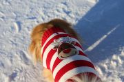 Julegenser stripete med reinsdyr (40-N1122-1500011398)