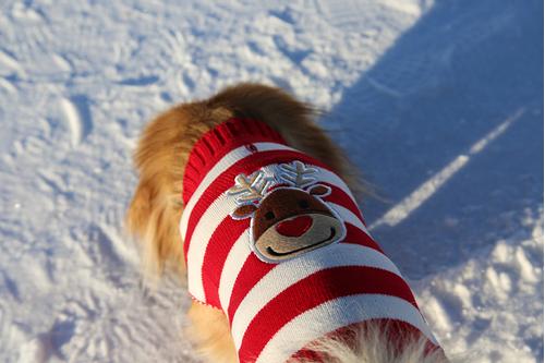 Julegenser stripete med reinsdyr (40-N1122-1500011398)