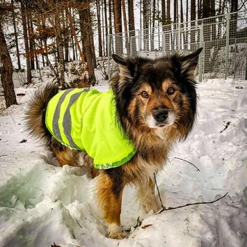 Fôret Refleksdekken til Hund (766130-1500016804)