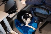 Non-stop Ly Sovepose til Hund - Blå  (44-1821)