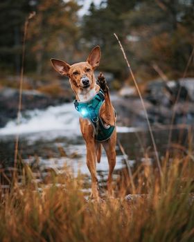 Orbiloc Dog Dual Sikkerhetslys - Turkis (112-O207)