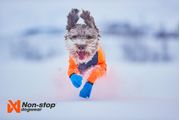 Non-stop Protector Snow, Heldress Hannhund - Svart/ Orange (44-2501)