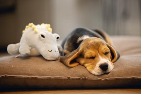 Kosedyr Dinosaur Valpeleke,  Grønn - 19cm (51-619140)