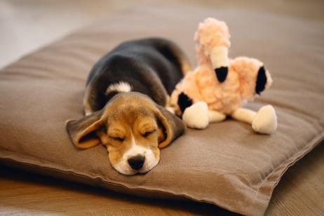 Kosedyr Flamingo Valpeleke,  Rosa - 27cm (51-619142)