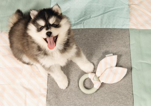 Hundeleke Gummi Tyggeringleke,  Mint - 8,5cm (51-626780)