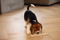 Slikkematte til Valp, Grå - 20x20cm (51-626853)