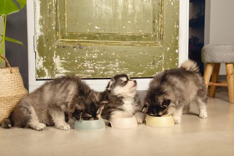 Matskål til Valp, Grønn - 18cm (51-650761)