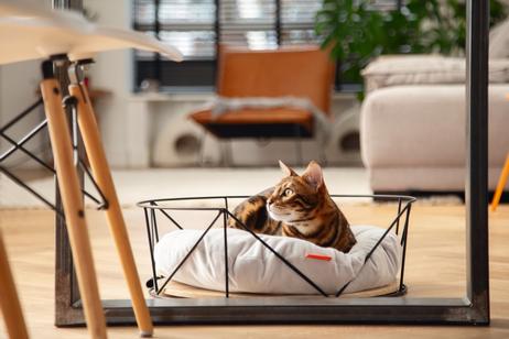 Kipu Kattekurv,  Svart - 50cm (51-707261)